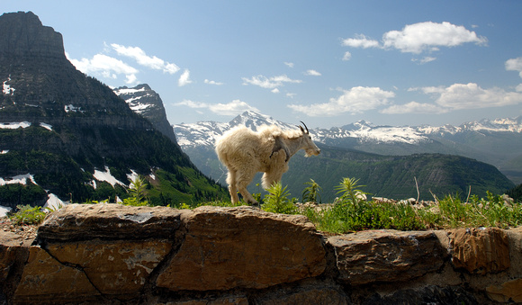 Mountain Goat  : Glacier National Park